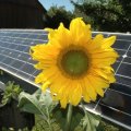 Solarzelle mit Sonnenblume (Foto: Pixelio)