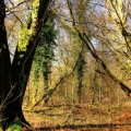 Wald (Foto: Huber/Pixelio)