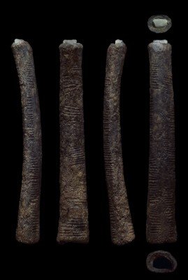 The Ishango bone (Four views: photo by Patrick Semal; copyright = Royal Belgian Institute of natural Sciences)