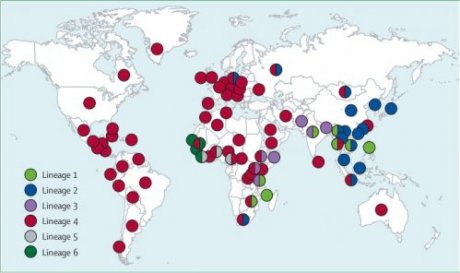 Weltkarte Tuberkulose