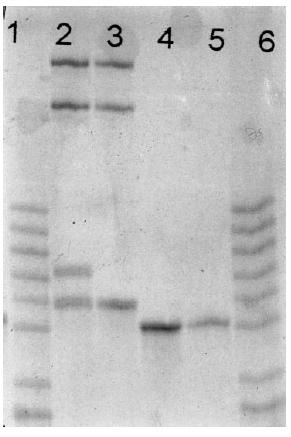 Rapedoc PCR
