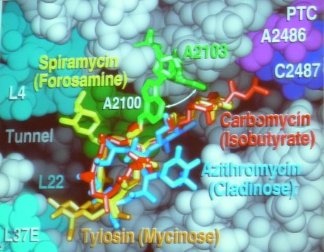 Blick in den Ribosomentunnel. Einige dort bindende Antibiotika sind farbig eingezeichnet