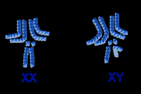 Chromosomen Taufliege