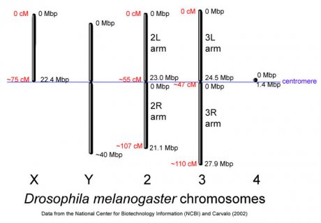 Chromosomenlänge