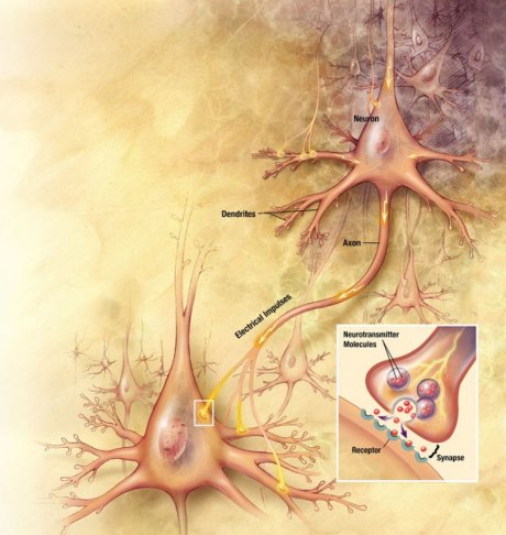 Synapsen Nervenzellen