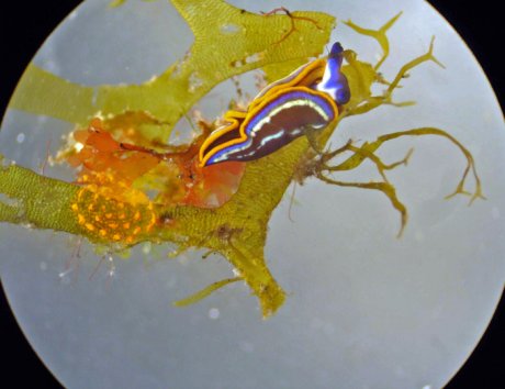Thuridilla hopei unterm Mikroskop